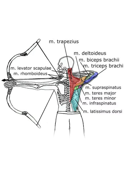 What Muscles Does Archery Work
