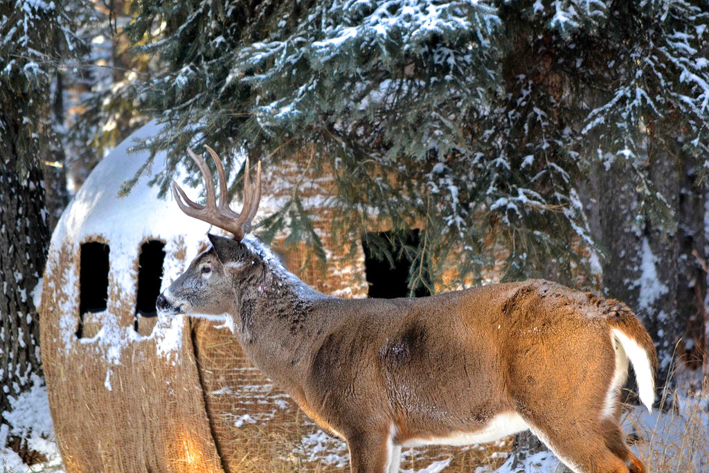 5 Late Season Bowhunting Tips